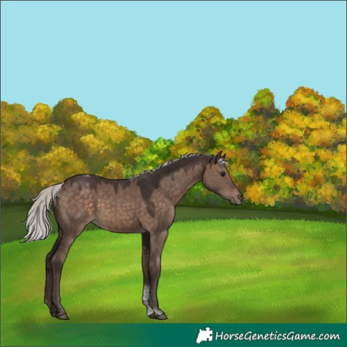 Horse Color:Silver Brown Dun Tobiano 