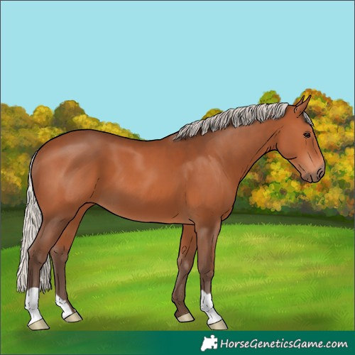Horse Color:Silver Brown