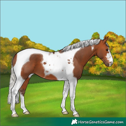 Horse Color:Silver Bay Tobiano 