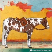 Horse Color:White Spotted Silver Brown 