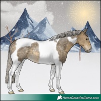 Horse Color:Silver Buckskin Dun Tobiano Rabicano