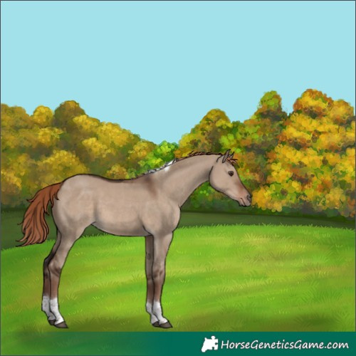 Horse Color:Liver Red Dun Tobiano