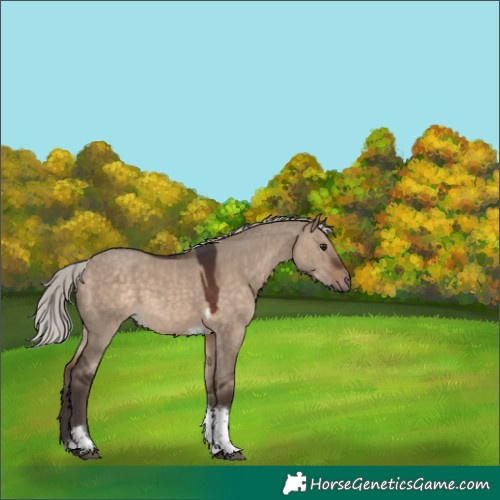 Horse Color:Silver Brown Dun Tobiano 