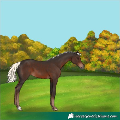 Horse Color:Liver Chestnut Mushroom 