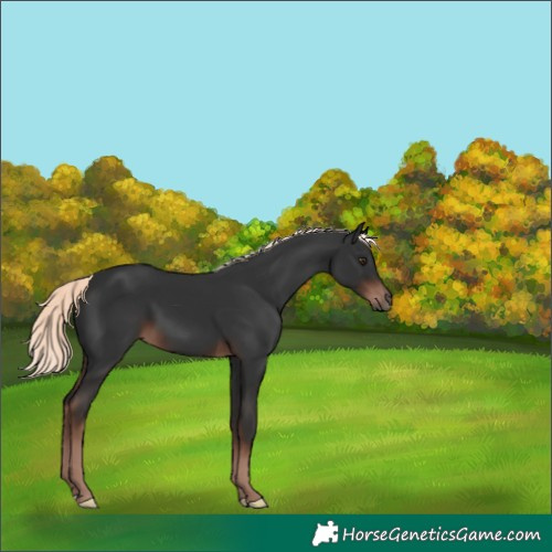 Horse Color:Unknown 