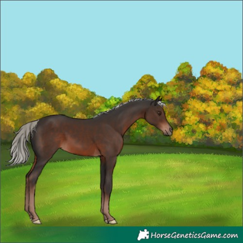 Horse Color:Liver Chestnut Mushroom
