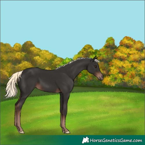 Horse Color:Liver Chestnut Mushroom