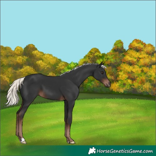 Horse Color:Liver Chestnut Mushroom 