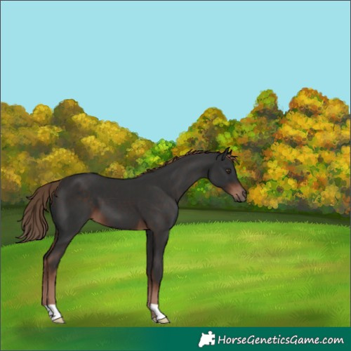 Horse Color:Liver Chestnut