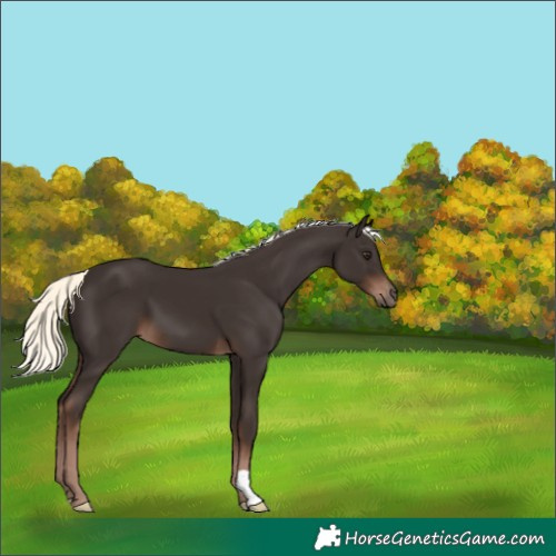 Horse Color:Liver Chestnut Mushroom 