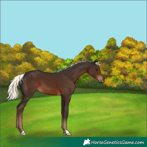 Horse Color:Liver Chestnut Mushroom