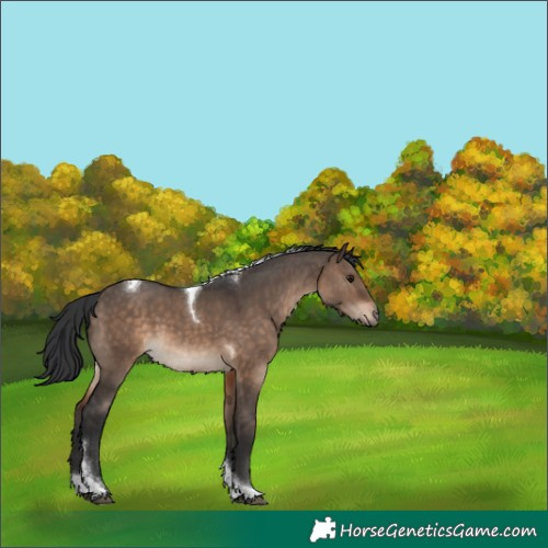 Horse Color:Unknown 