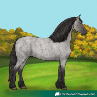 Horse Color:Smoky Grullo Roan 