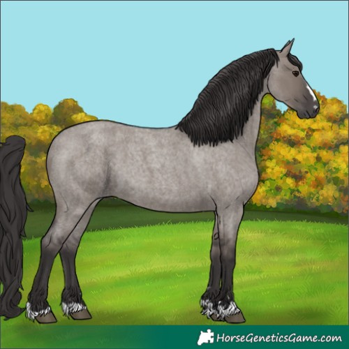 Horse Color:Smoky Grullo Roan 