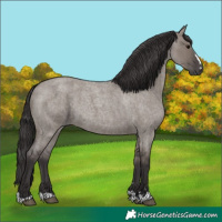 Horse Color:Smoky Grullo Roan