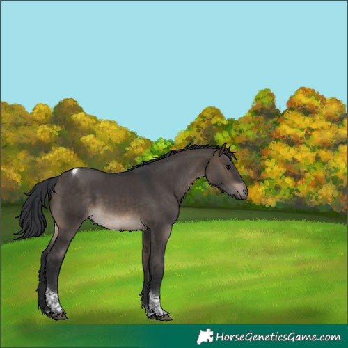 Horse Color:Brown Dun Tobiano