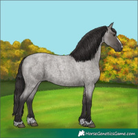 Horse Color:Smoky Grullo Roan 