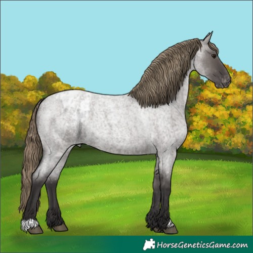 Horse Color:Smoky Grullo Roan Appaloosa 