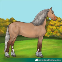 Horse Color:Silver Bay Dun 