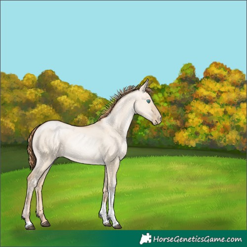 Horse Color:Buckskin Pearl Dun Tobiano