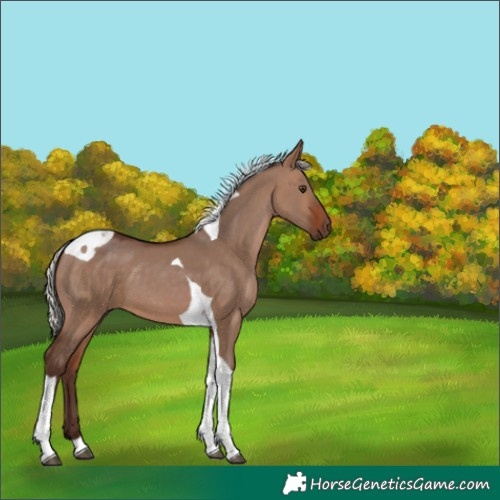 Horse Color:Silver Brown Dun Tobiano 