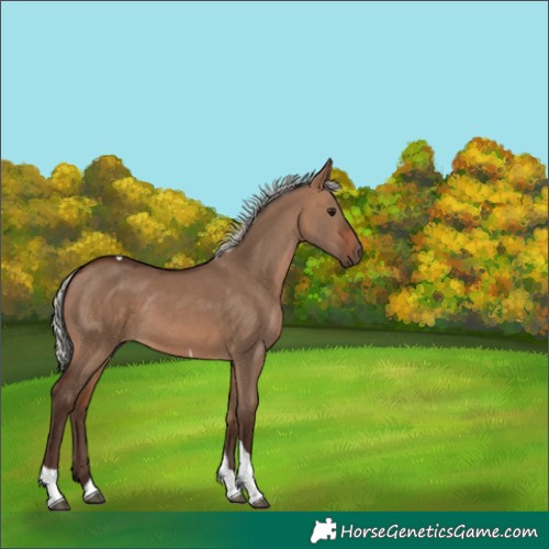 Horse Color:Silver Brown Dun Tobiano 