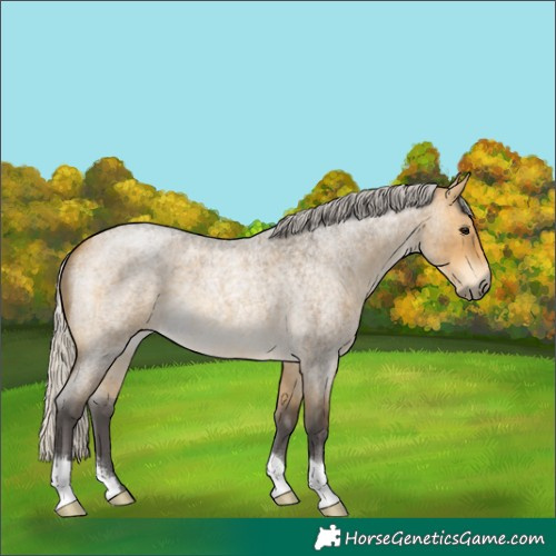 Horse Color:Silver Buckskin Roan 