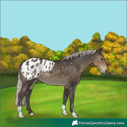Horse Color:Silver Smoky Black Blanket 