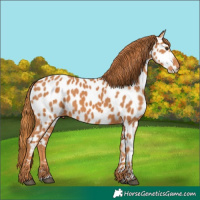 Horse Color:Chestnut Appaloosa