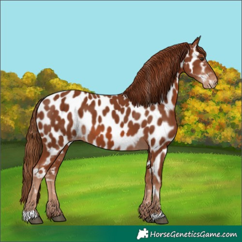 Horse Color:Chestnut Appaloosa 