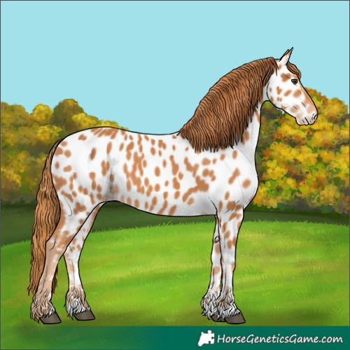 Horse Color:Chestnut Appaloosa