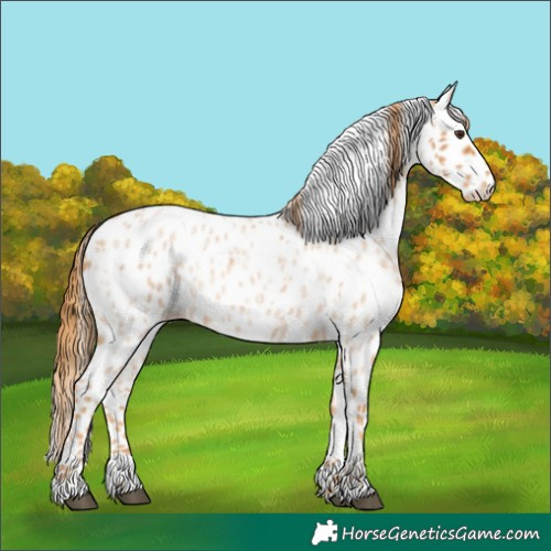Horse Color:Red Roan Appaloosa