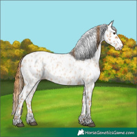 Horse Color:Red Roan Appaloosa