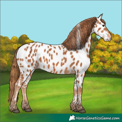 Horse Color:Chestnut Appaloosa 