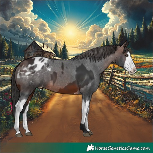 Horse Color:Brown  and Brown Sabino Splash Appaloosa 