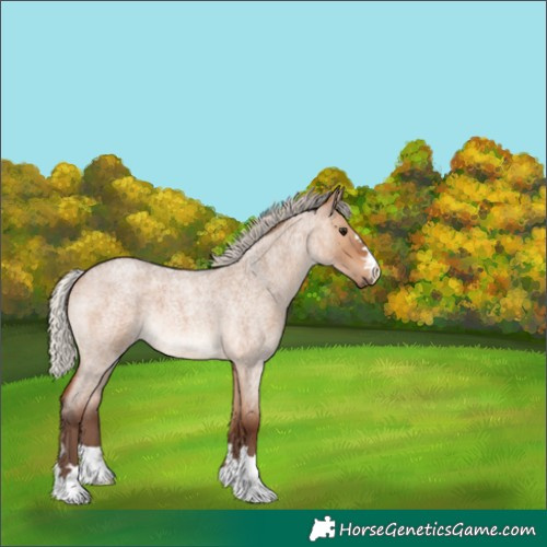 Horse Color:Silver Brown Roan Dun 