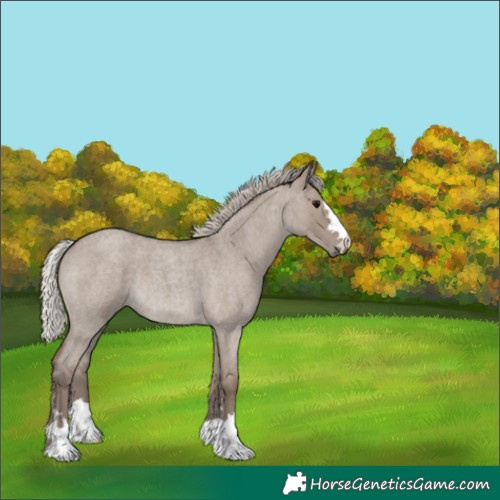 Horse Color:Silver Grullo Roan 