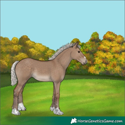 Horse Color:Silver Grullo 
