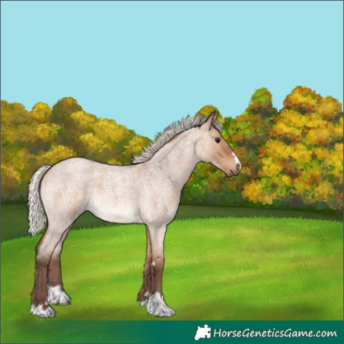 Horse Color:Silver Brown Roan Dun 