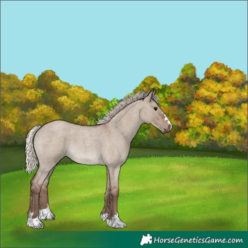 Horse Color:Silver Grullo Roan 