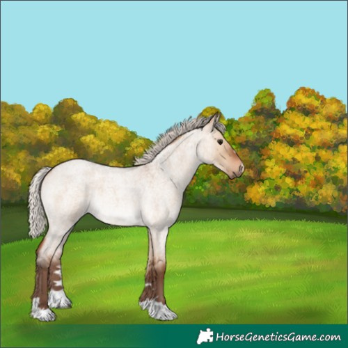 Horse Color:Silver Brown Roan Dun 
