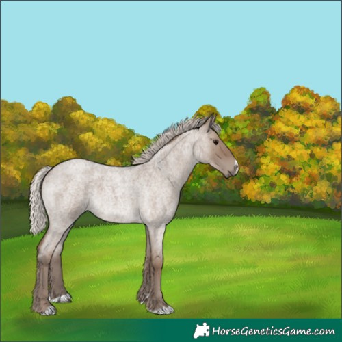 Horse Color:Silver Grullo Roan 