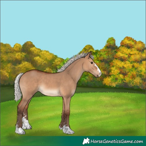 Horse Color:Silver Brown Dun