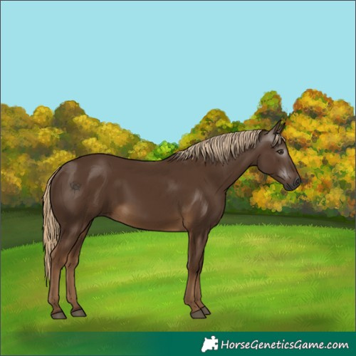 Horse Color:Gray Chocolate Palomino 