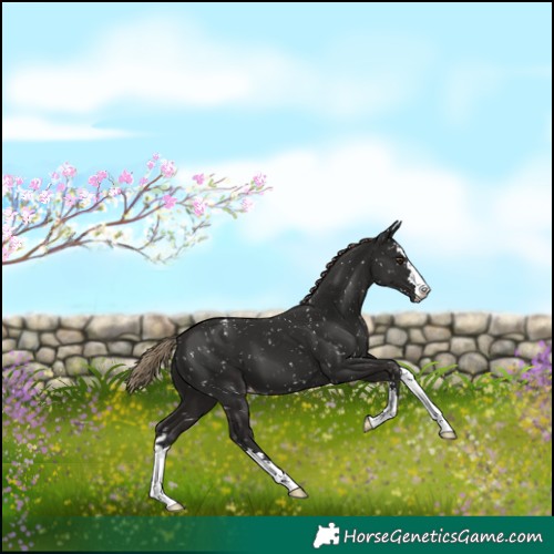 Horse Color:Liver Chestnut Appaloosa