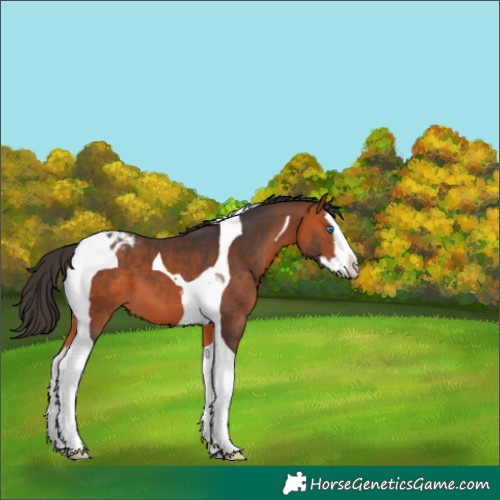 Horse Color:Bay Splash Tobiano Appaloosa 