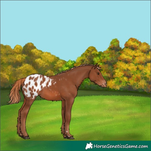 Horse Color:Chestnut Appaloosa 