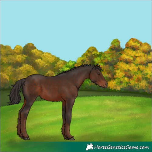 Horse Color:Liver Chestnut