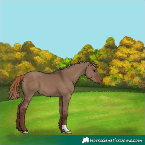 Horse Color:Liver Red Dun