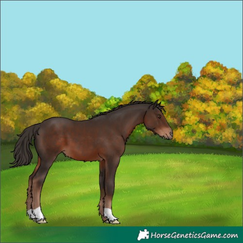 Horse Color:Liver Chestnut 